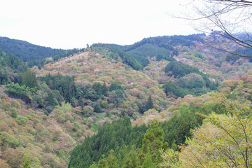 吉野山の桜