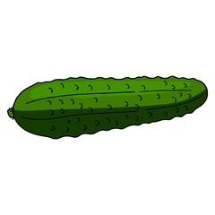 Big cucumber on white background. Vector image.
