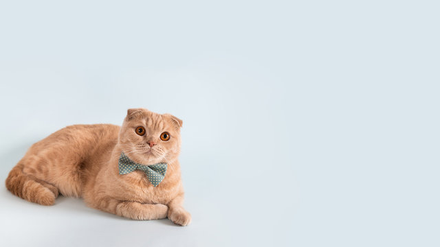 Happy flap-eared kitten with a blue bow tie sitting on a blue background. Banner for sale, pet shop, event agency. Cute, funny cat. Copy space