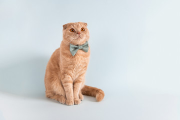 Funny, surprised cat in bow tie sitting on blue background. Copy space. Poster, advertisment, pet...