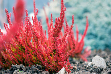 Close-up of colorful Heather's flowers. Bright natural background.