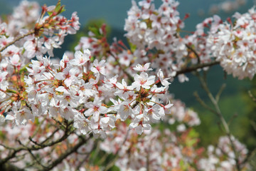 吉野山の桜