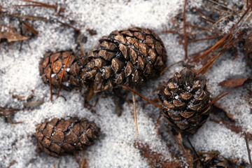 Pine cones lying on the snow in the forest in winter close up