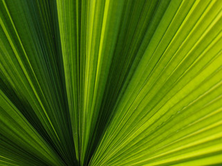 Close up of green detailed palm leaf abstract background in selective focus