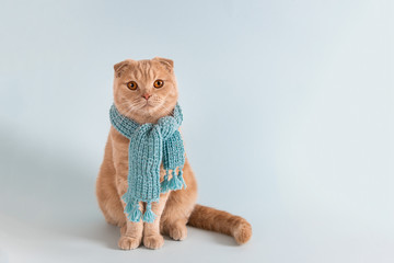 Funny cute cat wearing knitted scarf sitting on blue background. Poster, advertisment, pet shop, greeting card, calendar. Copy space for text