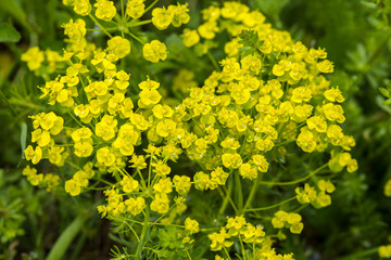 Alyssum yellow. Golden alyssum. Wild plant.