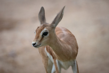 Young brood of happy dorcas gazelle