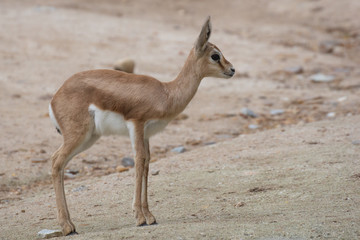 Young brood of happy dorcas gazelle