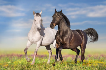 Naklejki  Dwa piękne konie biegną galopem na polu kwiatów z niebieskim niebem w tle