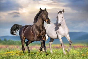 Two beautiful horse run gallop on flowers field with blue sky behind - obrazy, fototapety, plakaty