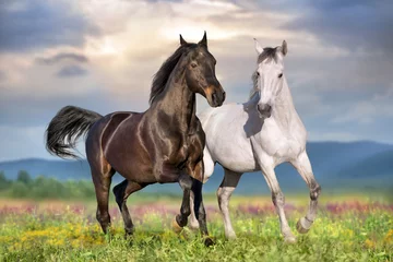 Rolgordijnen Paard Twee prachtige paarden rennen galop op bloemenveld met blauwe lucht erachter