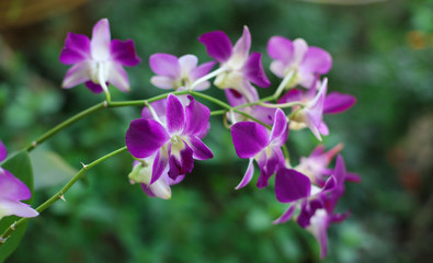 Fototapeta na wymiar Pink natural blooming orchids with selective focus