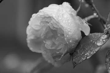 A beautiful rose flower covered in delicate water droplets