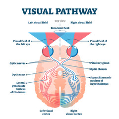 Obraz premium Visual pathway medical vector illustration diagram