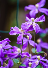 flowers with purple flowers, blurry background, dark green, focus and sharpness on one flower