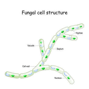 Fungal cell structure. Fungi hyphae with septa.