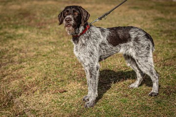 Portrait of young brown and grey hunting dog, German Wirehaired Pointer, on a leash standing in a park on green and yellow grass on a sunny day.