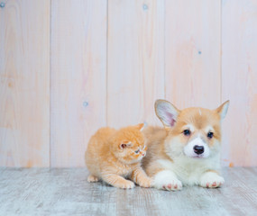Fototapeta na wymiar A red-haired corgi puppy lying on the floor next to it takes a sitting kitten playing with the puppy's paws. A pair of animals lying on the floor in the house