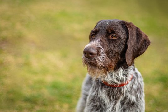 Portrait of young hunting dog, German Wirehaired Pointer with red collar on. Close up view of the head with dark brown hair and grey chest. Sunny day in a park. Blurry yellow and green background.