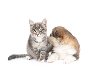 A gray kitten sitting on the floor and next to him a sitting malamute puppy sniffs a kitten. Isolated on a white background