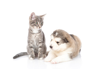 A kitten sitting on the floor and next to him is a malamute puppy. Isolated on a white background