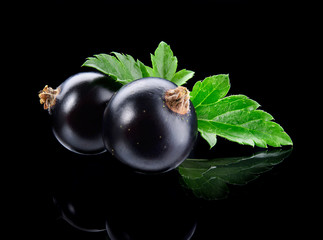 Black currant isolated. Currant black with leaves on black background. Currants on black. Currant on branch. Full depth of field.