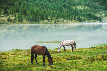 Obraz na płótnie Canvas Two horses graze in meadow near river in mountain valley. White and brown horses on grassland near mountain lake. Beautiful landscape with gray and brown horses. Forest on hill on opposite river bank.