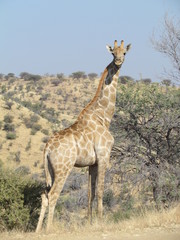 giraffe in africa