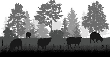 Sheep grazing in meadow near forest, silhouette. Rural scene. Vector illustration.