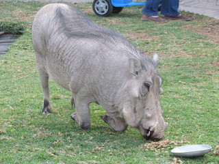 warthop eating