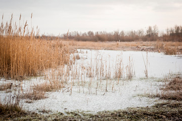 A cornfiled with water
