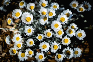 daisies