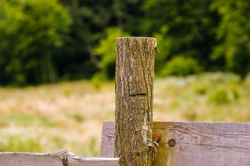 Close up of wooden fence in nature