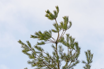 Die Spitze einer Kiefer an einem bewölkten Wintertag