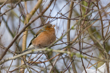 Ein Buchfink sitzt auf einem Ast an einem Wintertag im Februar.