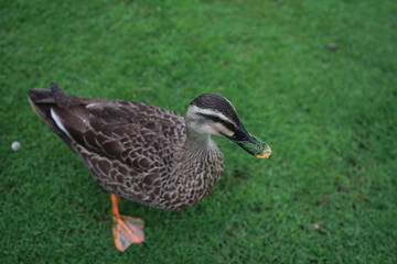 Duck On The Grass