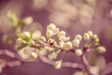 Defocus blur background of blooming white flower buds of apple trees on the branches