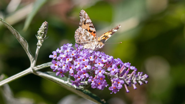 A painted lady butterfly perched on a vibrant purple buddleia flower