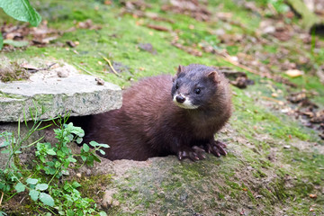 European Mink Closeup (Mustela lutreola)