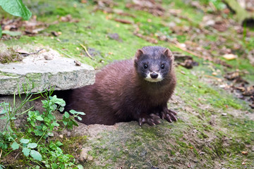 European Mink Closeup (Mustela lutreola)