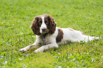 Beautiful smart dog lying on grass looking to the camera