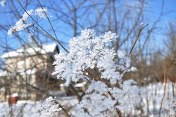 Frosty winter flower