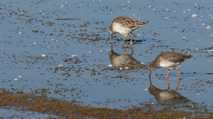 Waders foraging in the shallows whilst being reflected in the waters surface