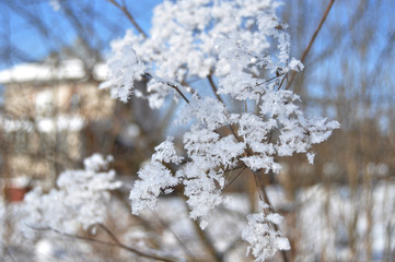 Snowlakes on the flower