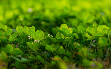 Glade with clover, trefoil, genus Trifoliumat at sunset rays of the sun illuminate the grass and...