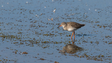A wader stood in the shallows being reflected in the waters surface