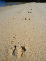 オーストラリアパースのビーチの動物の足跡