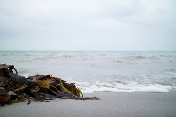 Fototapeta na wymiar Seaweed on the beach