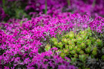 Nice purple flowers and green leaves spring nature macro 
