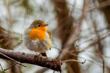 Robin bird sitting in wildlife 